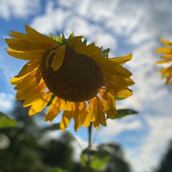 Meet your Posher, Lisa - Picture 1 of 1